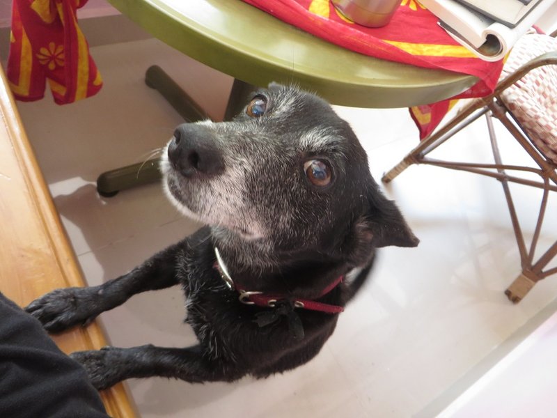 Motti, resident dog at Gowrisankara retreat